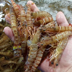 三蟹岛 鲜活基围虾 500g 大虾生鲜虾类 基围虾 鲜虾海虾对虾鲜活 500g 一盒