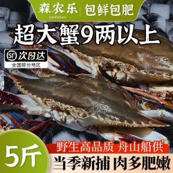 森农乐 舟山梭子蟹鲜活特大野生大螃蟹新鲜冷冻海鲜水产海蟹飞蟹白蟹顺丰 9两以上/只