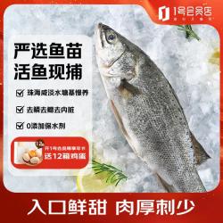 1号会员店 白蕉三去海鲈鱼 500g