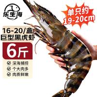 乐生海巨型黑虎虾 净重2斤/盒 特大海虾老虎虾斑节虾大虾草虾海鲜水产 巨型黑虎虾19-21cm 4斤(净重)