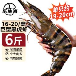 乐生海巨型黑虎虾 净重2斤/盒 特大海虾老虎虾斑节虾大虾草虾海鲜水产 巨型黑虎虾-19-21cm 2斤(净重)