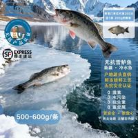 昆仑纪天山无抗雪鲈鱼淡水鲈鱼整条装新疆鱼新鲜冷冻冷水鱼顺丰冷冻发货 天山雪鲈鱼(500g~600g/条)（已去鳞去内脏） 2条装