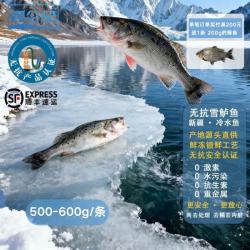 昆仑纪天山无抗雪鲈鱼淡水鲈鱼整条装新疆鱼新鲜冷冻冷水鱼顺丰冷冻发货 天山雪鲈鱼(500g~600g/条)（已去鳞去内脏） 2条装