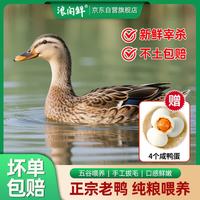 浪阁鲜 散养2年老麻鸭 净重2.3斤 新鲜现杀老鸭子土鸭水鸭整鸭 源头直发
