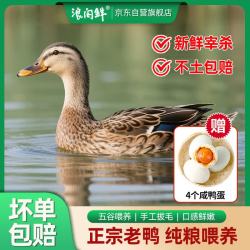 浪阁鲜 散养2年老麻鸭 净重2.3斤 新鲜现杀老鸭子土鸭水鸭整鸭 源头直发