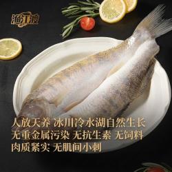 渔江渡 新疆野生梭鲈鱼 600g-700g*2条