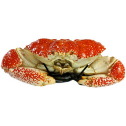 三蟹岛 Three Crab Island 三蟹岛 澳洲皇帝蟹 6-6.8斤/只