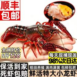 海仙津 鲜活 小龙虾 全网好价 大号 小龙虾4-6钱 5斤(保活净重）