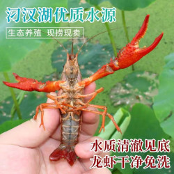 藕囡囡湖北小龙虾鲜活特大鲜活清水生鲜小龙虾鲜活虾类龙虾 456/中虾 鲜活小龙虾3斤