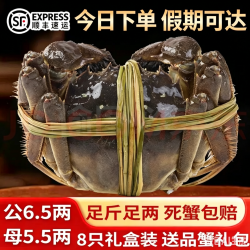 海江阳澄大闸蟹 现货鲜活特大螃蟹 公蟹母蟹 海鲜水产 生鲜礼盒 品蟹礼包(买蟹就送蟹具礼盒)