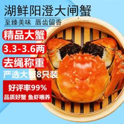 湖鲜阳澄 大闸蟹 去绳足重 3.2-3.5两 8只
