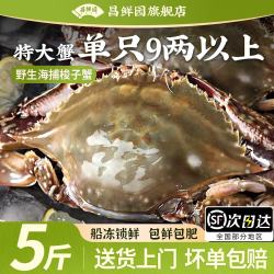 昌鲜园 新鲜梭子蟹鲜活冷冻大螃蟹舟山海鲜水产野生梭子蟹活冻飞蟹白蟹 7-9两/只