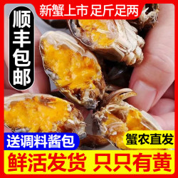 乾蟹汇 网兜蟹六月黄鲜活小螃蟹净重足重淡水大闸蟹公母河蟹 三元蟹[0.6-0.8两]20只+2只备损