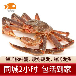 喵和渔 鲜活松叶蟹 俄罗斯板蟹长脚蟹海鲜水产大螃蟹 2.1-2.3斤/1只