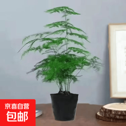 京喜 文松云竹 文竹盆栽 15-25cm 绿植盆景
