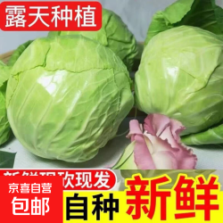 山东 新鲜甘蓝包菜卷心菜 1.5-2斤