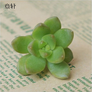 意轩 黄丽单株 多肉植物