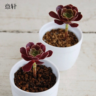 意轩 黄丽单株 多肉植物