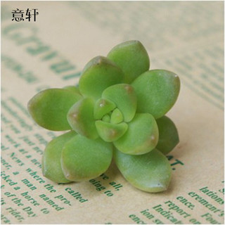 意轩 黄丽单株 多肉植物