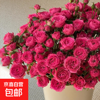 京东自营 苏菲宝贝 玫瑰泡泡鲜花 5枝 粉色