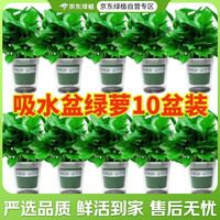 京东绿植 双盟绿萝盆栽除甲醛花卉绿植办公室新房净化空气 120款10盆源头直发 110款加仑自吸水盆