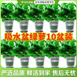 京东绿植 双盟绿萝盆栽除甲醛花卉绿植办公室新房净化空气 120款10盆源头直发 110款加仑自吸水盆