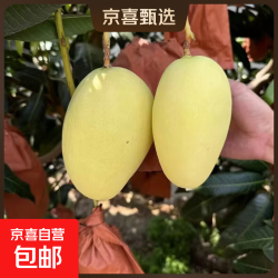 京喜加 国产黄皮凯特芒 10斤装 500g