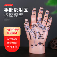 手部反射区穴位模型按摩手刻字高清中医教学练习17厘米手模型仿真