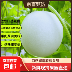 京喜加 国产玉菇甜瓜 2.5-3斤