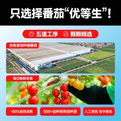 一颗大 樱桃番茄千禧小番茄水果西红柿新鲜小串486g*4盒