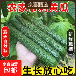 京东 2026年新鲜密刺黄瓜源自中国长寿之乡--夏邑 中国名特优新农产品 夏邑密刺黄瓜 4.6斤