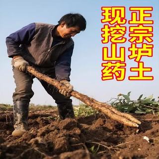 黄六爷 垆土铁棍山药 小白嘴 净重3斤 根茎类蔬菜