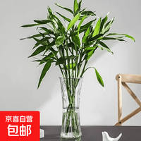 京喜自营-专用品牌 小蛮腰 特大号加厚款 透明玻璃花瓶 水养富贵竹 办公餐桌客厅家用装饰摆件