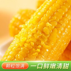 一支鲜 东北黄糯甜糯玉米250g*10棒