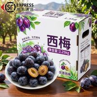 城南堡花 汉源西梅 甄选大果净果2.25kg