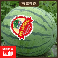 麒麟 安徽砀山 精品爆汁西瓜 一个装 5-7斤