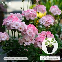 虹越 天竺葵花苗盆栽 直立大花特出垂吊品种 家庭庭院四季开花
