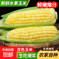 东东买菜 云南金银水果玉米 9斤（约11-16棒）