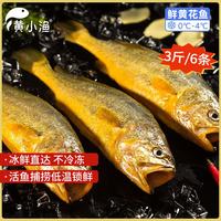 黄小渔 宁德大黄鱼3斤/6条 黄花鱼生鲜海鲜 家宴送礼源头直发