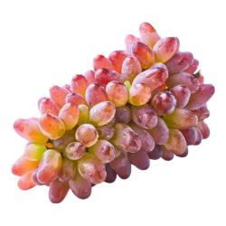 京鲜生 茉莉香葡萄 1斤装 生鲜水果 酸甜口感易掉粒