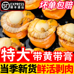 鲌鲜 扇贝肉新鲜冷冻带黄鲜活特大号海鲜水产红贝特级蒜蓉粉丝商用批发