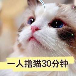 ①人撸90只猫30分钟体验