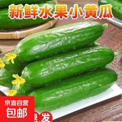 农家自生 现摘水果小黄瓜 2斤 带箱