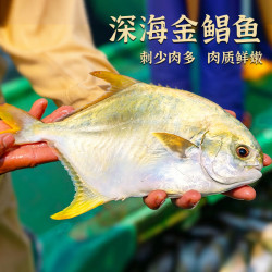 翔泰 海南金鲳鱼 净重900g2条装(大小搭配） 鱼类生鲜 海鲜水产 