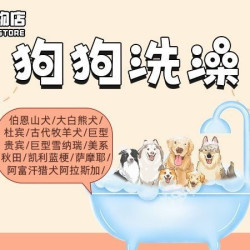 狗狗洗澡肩高>45cm并且≤58cm阿拉斯加萨摩耶