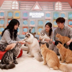 猫咖体验券 双人1小时