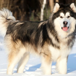 大型犬寄养（万平场地自由奔跑）