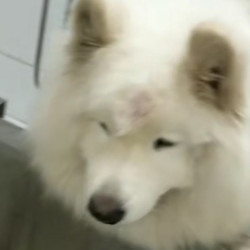 狗洗澡｜40KG以上｜SPA｜大型犬洗澡
