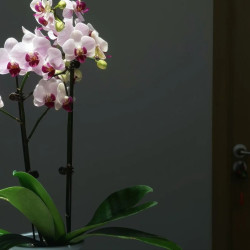 小包（2人）2小时茶套餐|茶馆下午茶