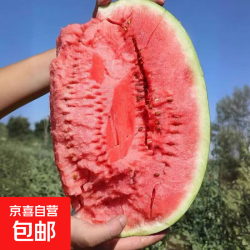 京东 正宗宁夏中卫硒砂瓜头茬新鲜石缝大西瓜压砂石头西瓜产地新鲜水果 净重14-16斤